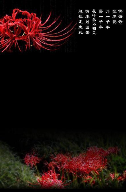 彼岸花开